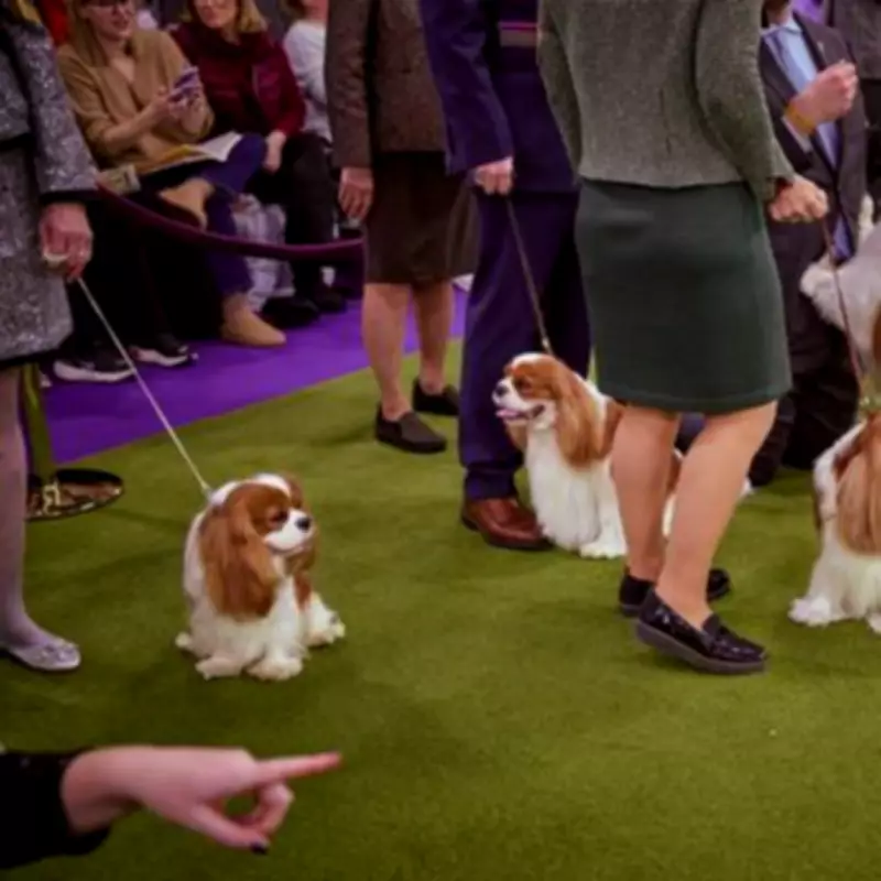 Dog Trainer Reveals Three Calmest Breeds with Few Behaviour Problems
