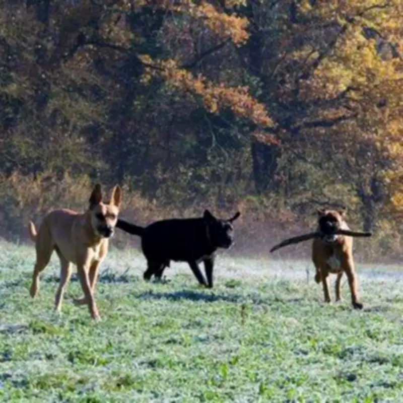 Dog Trainer Says Spaniels Not Suited for Busy Family Homes