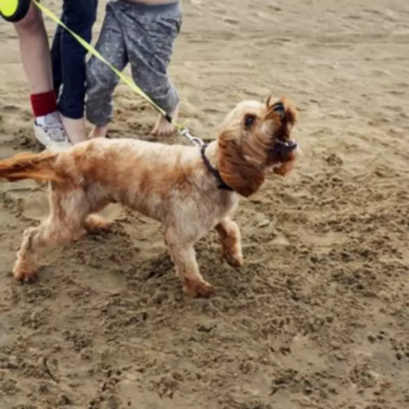 Dog Trainer Says Your Pet's Barking Is Your Fault But Fixable