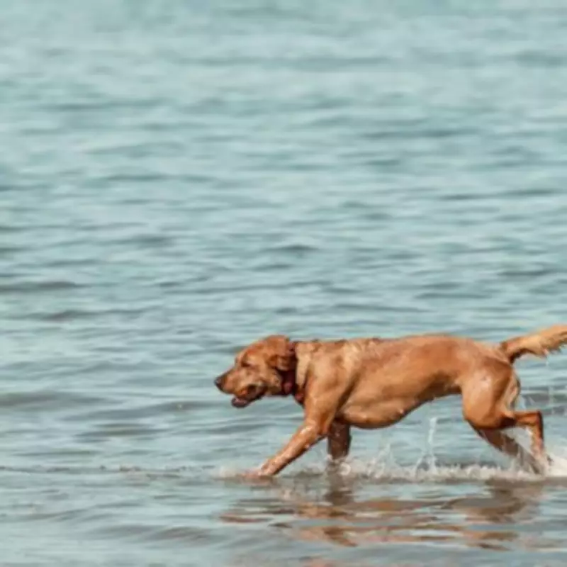 Dogs Trust Warns UK Dog Owners About Tick Risks This Weekend