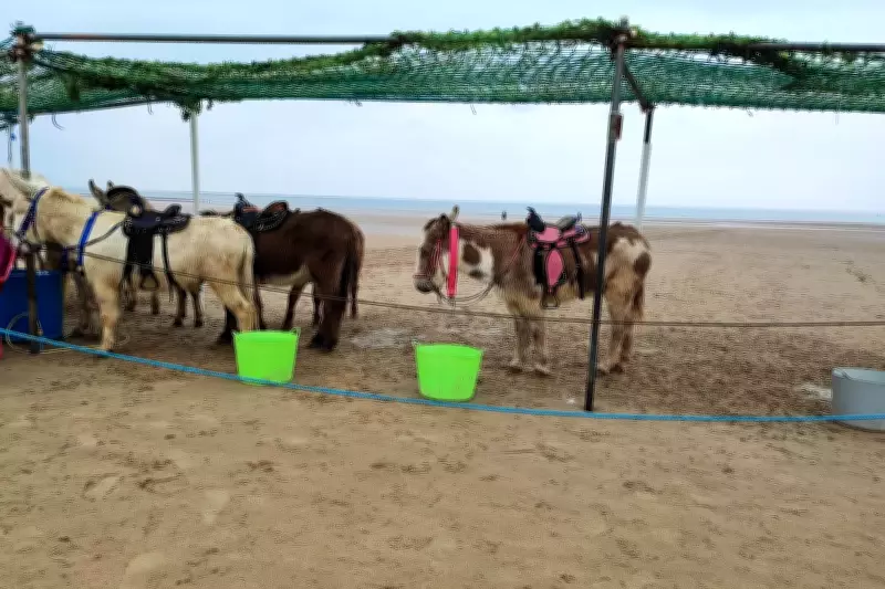 Donkeys Banned from Welsh Beach After 100 Years of Rides