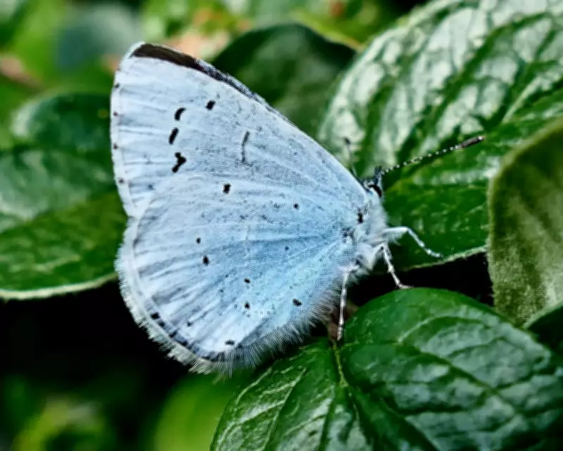 Dorset Common Thrives as Butterfly Haven with Mixed Habitats
