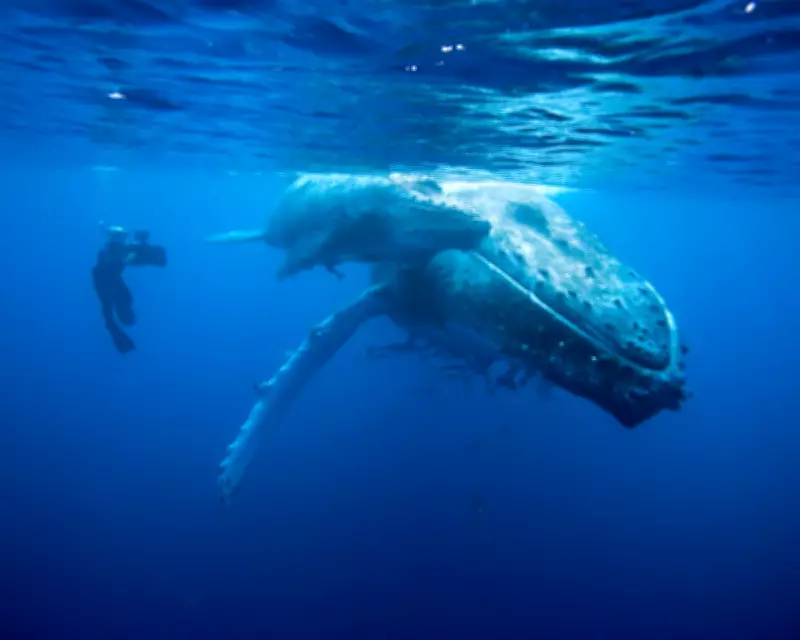 Doug Allan, Pioneering Conservationist and Wildlife Filmmaker, Dies at 74