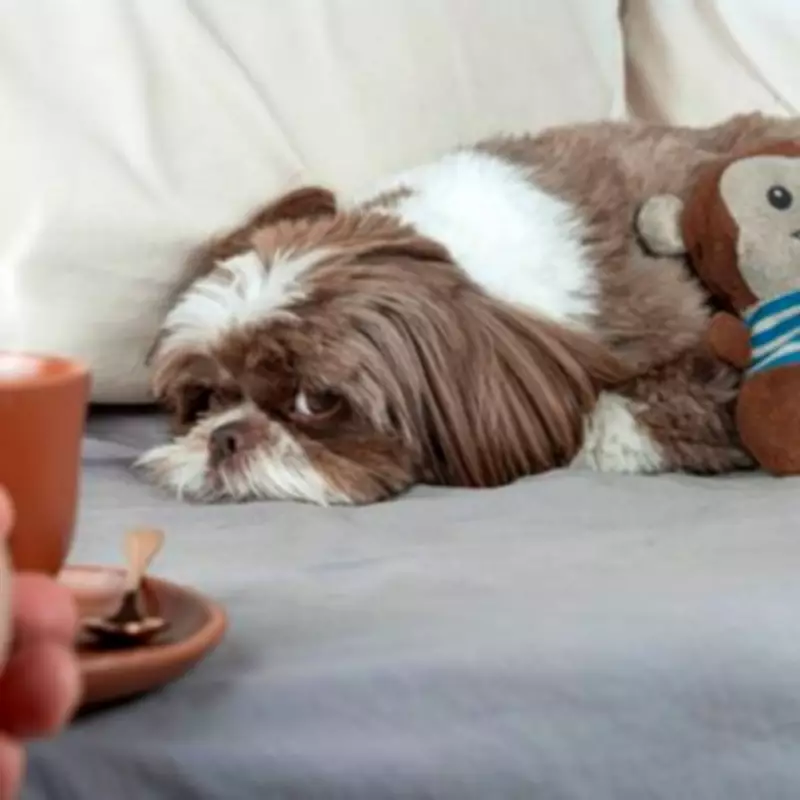 Dozens of Dog Breeds Could Be Banned in UK Including Corgis and Dachshunds