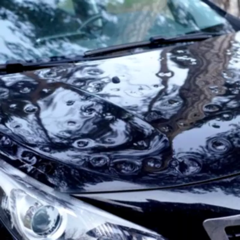 Drivers Warned: Harmless-Looking Insect Can Cause £900 Car Damage