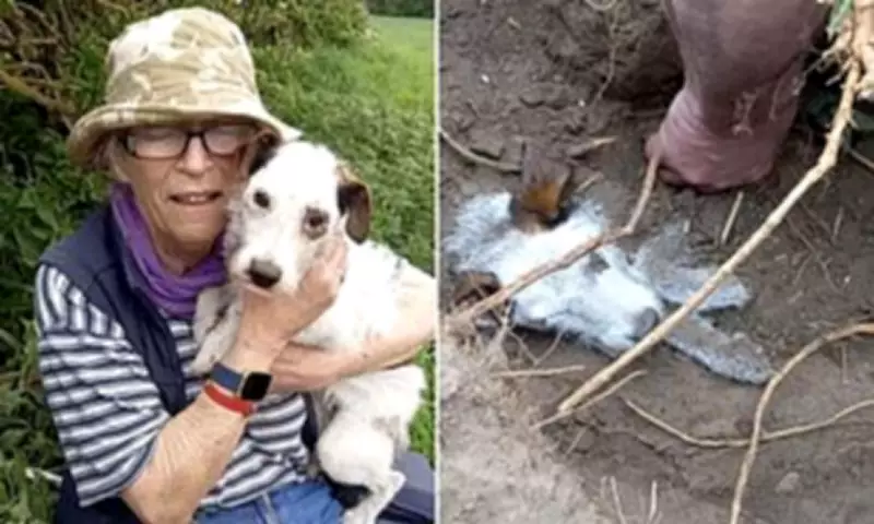 Drone Team Rescues Terrier Trapped in Rabbit Warren for Two Days