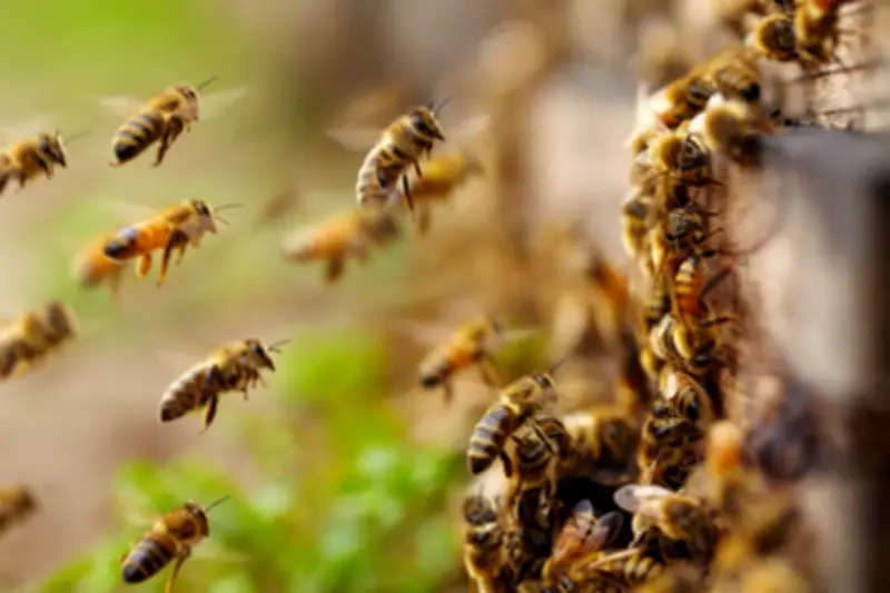 Early Bee Swarm Season in North America Raises Climate Concerns