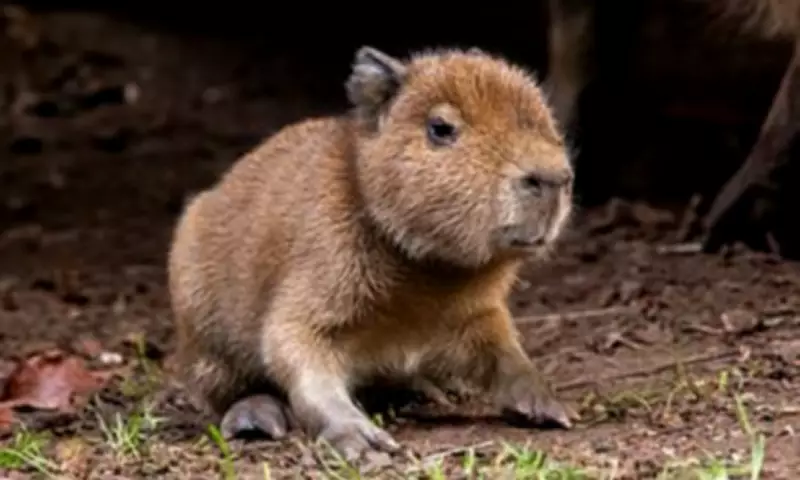 Edinburgh Zoo Welcomes First Capybara Born in Scotland in 18 Years