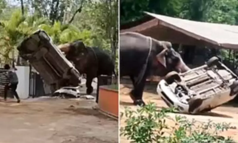 Elephant Goes on Deadly Rampage in India, Kills Lorry Driver