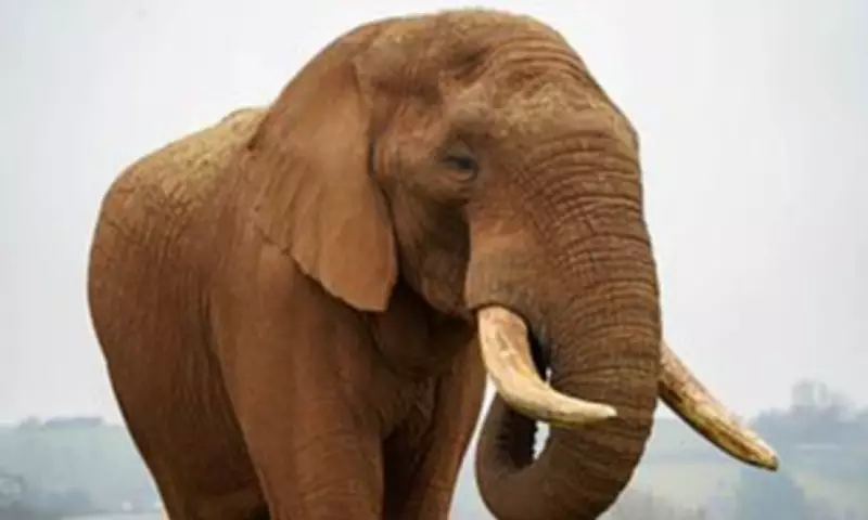 Elephant Swap: Dominant Bull Exchanged for Two Youngsters in UK Zoo Move