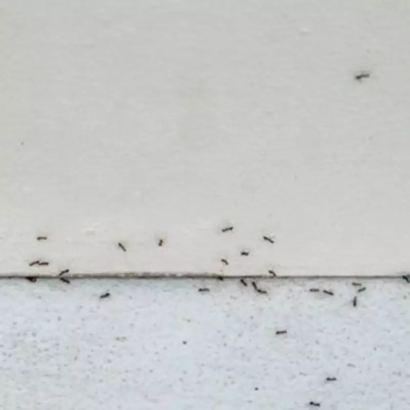 Eliminate Ants Instantly with Two Common Kitchen Items and Destroy the Nest
