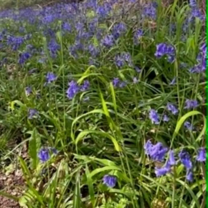 Enchanted Bluebell Forest Walk with Café and Farm Shop Discovered
