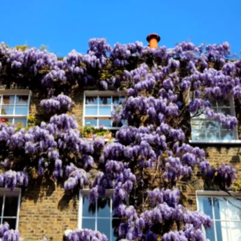 Enchanting London Wisteria Walk Feels Like a Fairytale Spring Escape