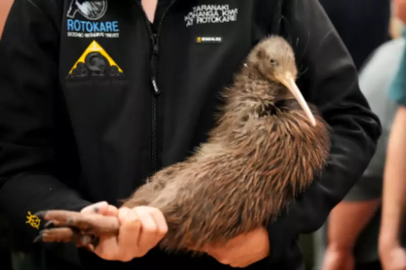 Endangered Kiwi Return to Wellington After Century-Long Absence