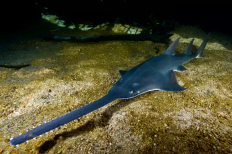 Endangered Sawfish at Risk from WA Water Extraction Plan