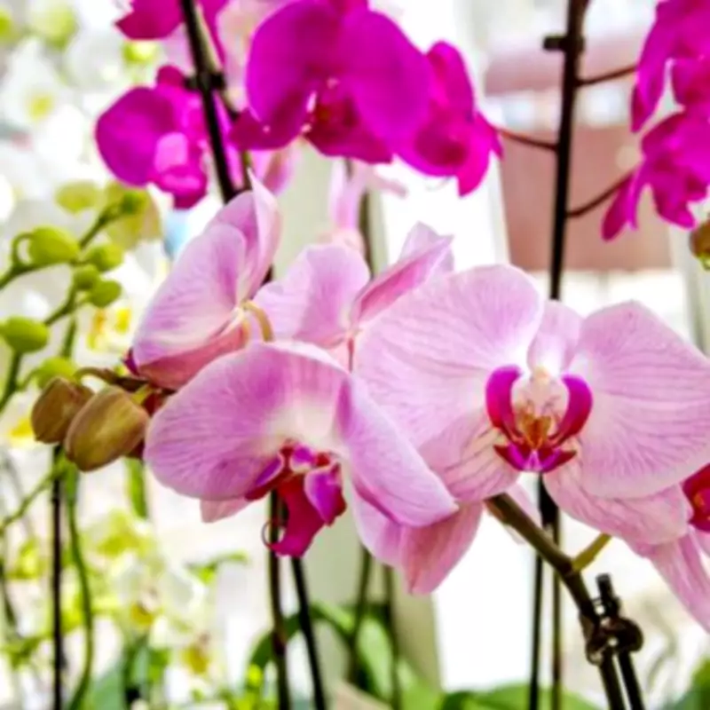Essential First Task for New Orchid Owners: Find the Right Spot