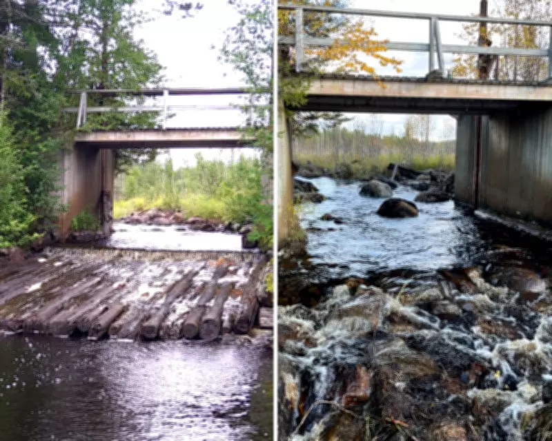 Europe Removes Record 602 River Barriers in 2025 to Boost Wildlife
