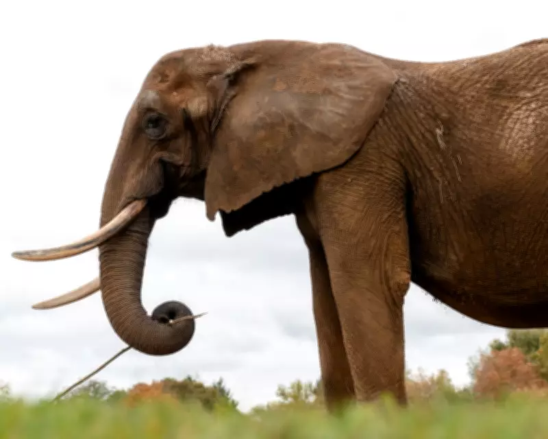 Europe's First Elephant Sanctuary Opens in Portugal to Rehome Captive Giants