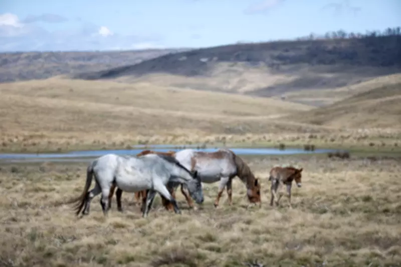 Feral Horse Numbers Surge in Kosciuszko National Park After Aerial Culling Pause