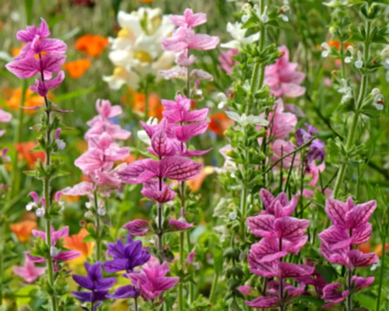 Fill Summer Border Gaps: Plant Salvias, Dahlias, Sedums Now