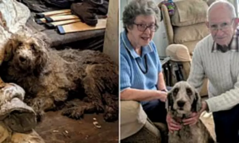Final Poodle from Horrific 250-Dog Hoarding Case Finds Loving Home
