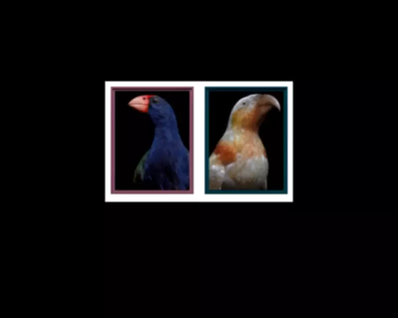 Fiona Pardington's Lost Birds of Aotearoa Stunning Photo Series