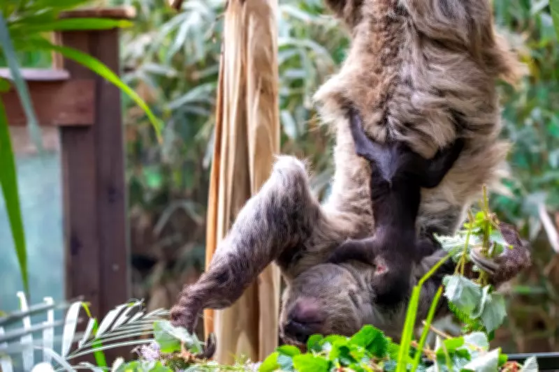 First Baby Sloth Born in Scotland Named After David Attenborough