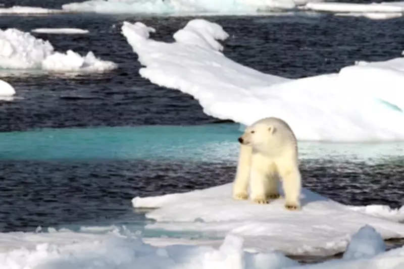 First Bird Flu Case in Polar Bear in Europe Confirmed in Norway