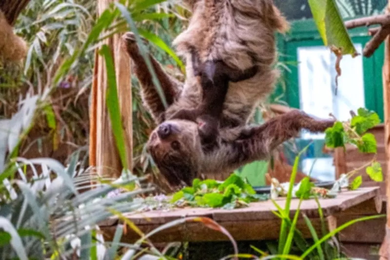 First Sloth Born in Scotland Named After David Attenborough