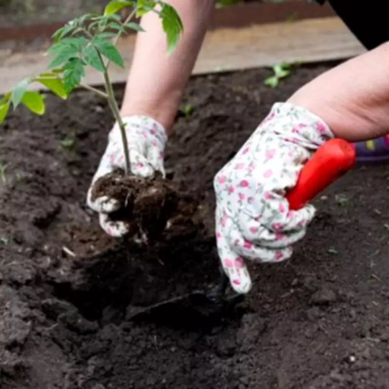Five Plants to Sow in May for a Stunning Summer Garden Display