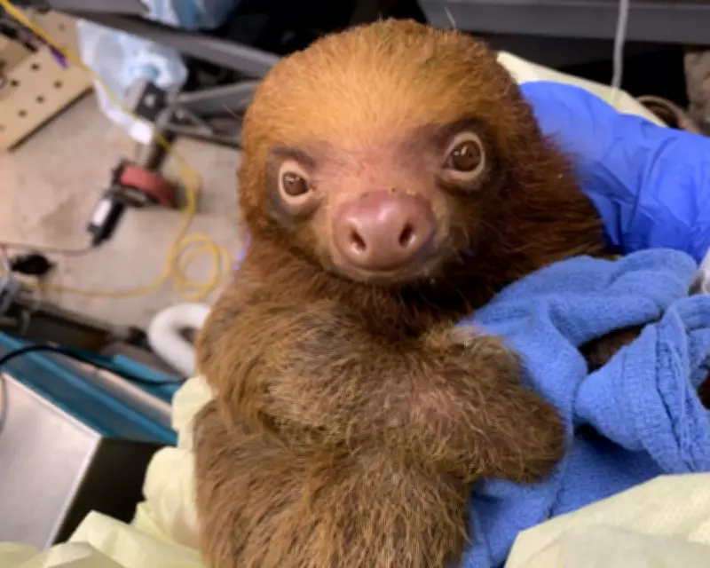 Florida Launches Criminal Probe into Deaths of 31 Sloths at Theme Park