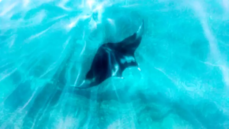Florida Tightens Manta Ray Capture Rules but Rejects Full Ban