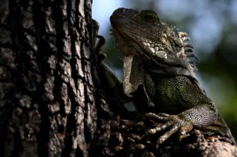 Florida Traffic Stop Reveals 13 Live Zip-Tied Iguanas in Truck