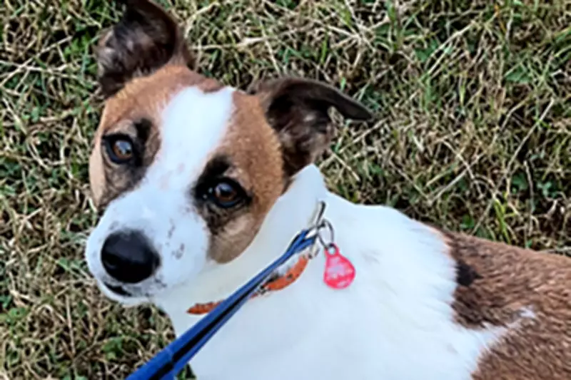 Four Dogs Stolen Daily Across UK in 2025, Police Data Reveals