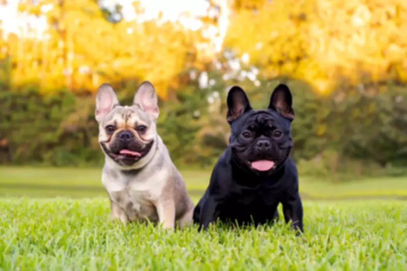 Four Dogs Stolen Daily in UK: Breeds Most at Risk Revealed