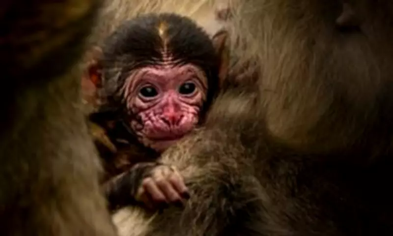 Four Endangered Baby Barbary Macaques Born at UK's Only Monkey Forest