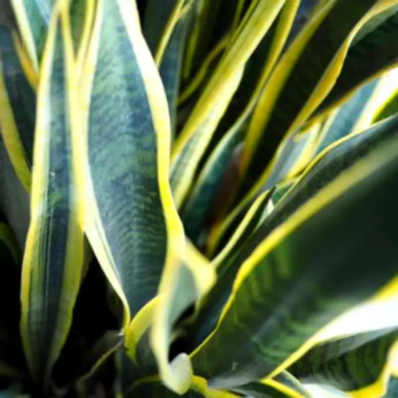 Four Mould-Loving Houseplants to Keep Your Bathroom Fresh and Dry