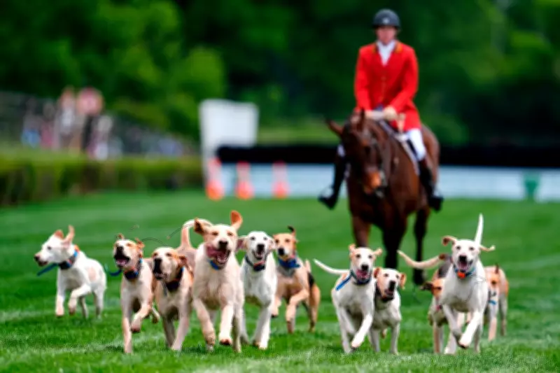 Foxhound Parade Steals Show at Iroquois Steeplechase Horse Races