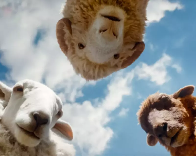 From The Sheep Detectives to Rivals: Your Complete Entertainment Guide