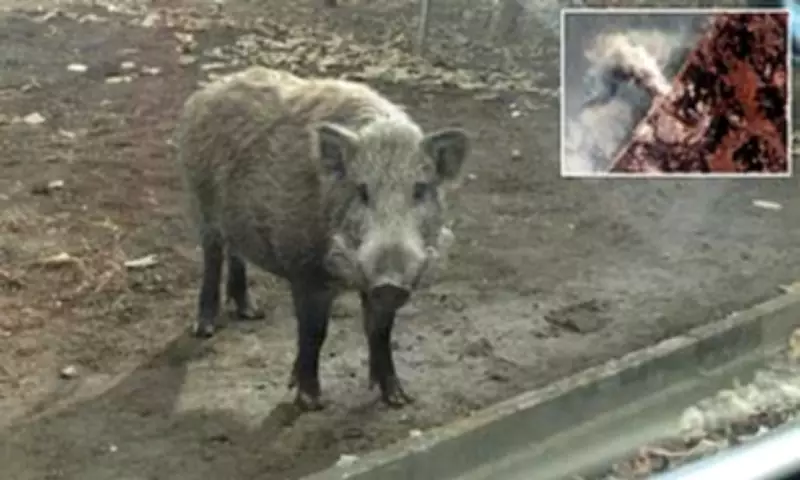 Fukushima Mutant Super Pigs Develop Rapid Breeding Abilities