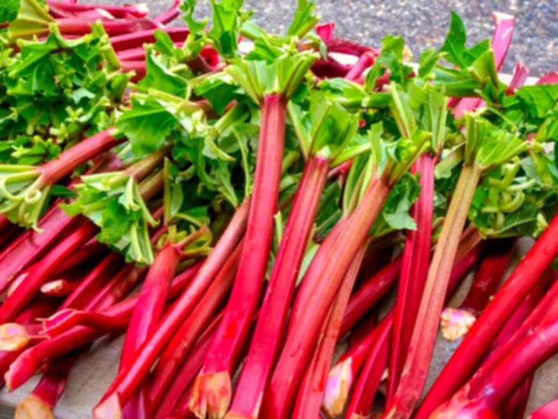 Gardeners Must Remove Rhubarb Flower Stalks Now for Better Harvest