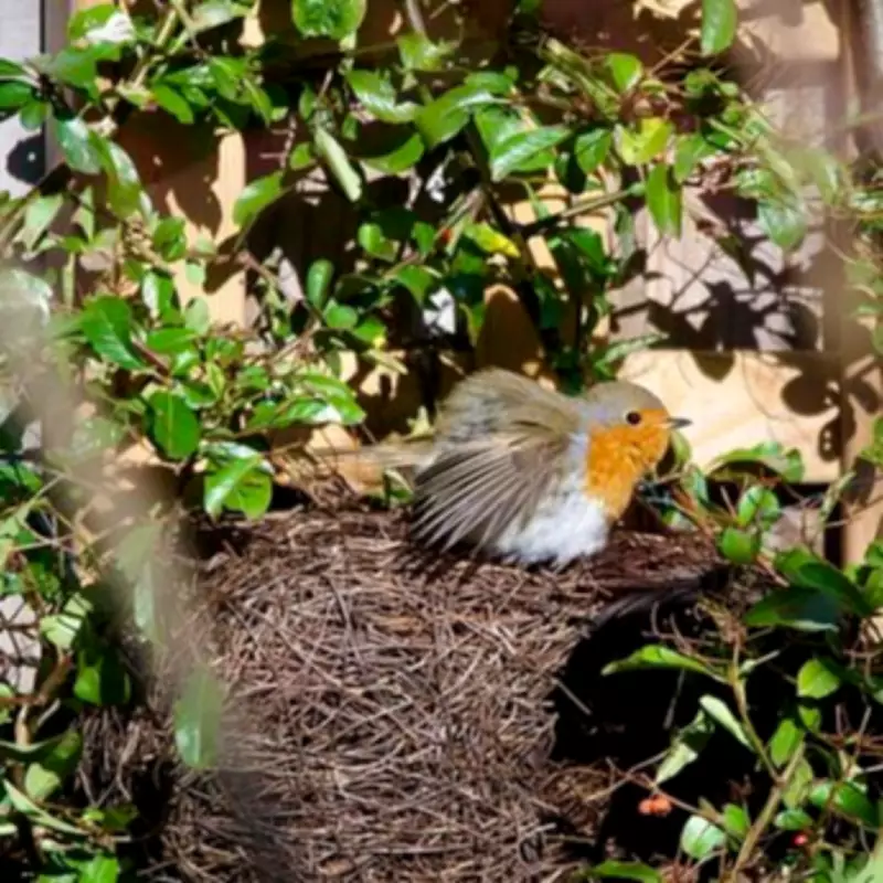 Gardeners Urged to Avoid Hedge Trimming in May to Protect Nesting Robins