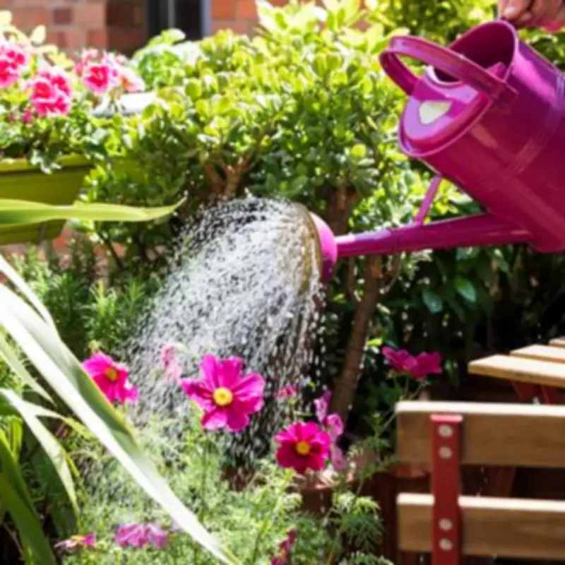 Gardeners Urged to Water Plants at 5pm for Best Results