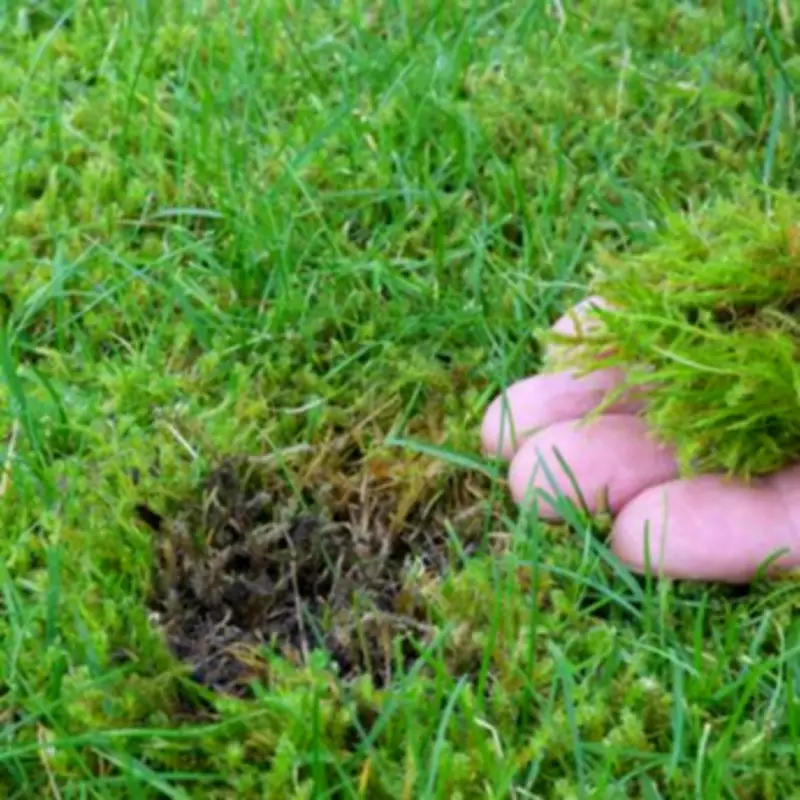 Gardening Expert Urges Homeowners to Use Lawn Sand in May for Greener Grass