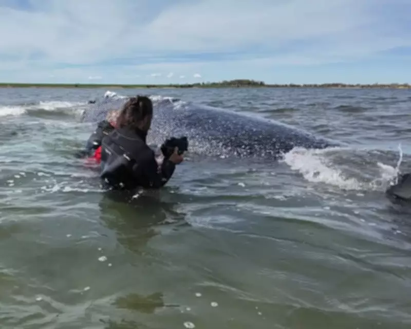 German Minister Defends Whale Rescue Despite Experts' Warnings