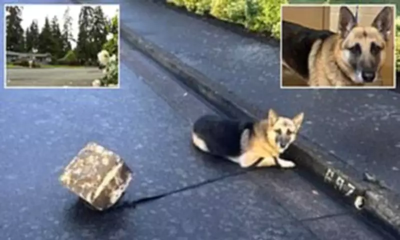 German Shepherd Reunited with Owner After Storm Escape in Oregon