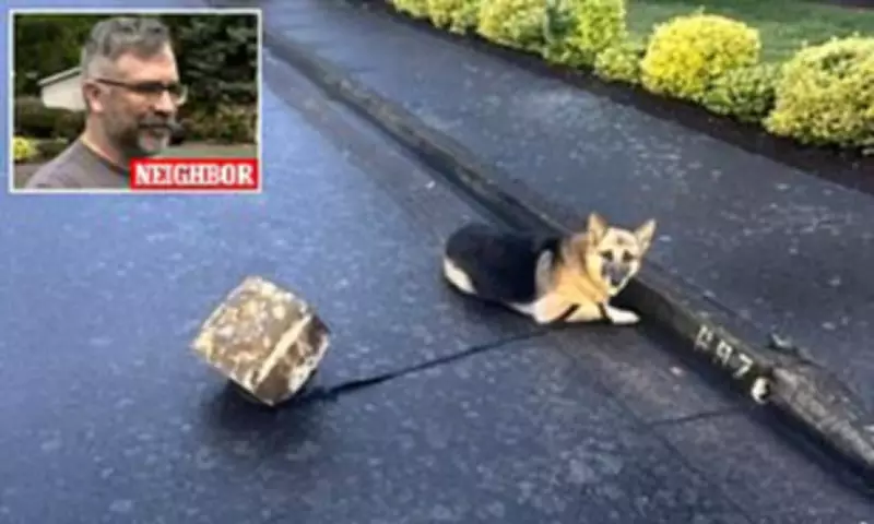 German Shepherd Tied to Cinder Block Abandoned During Oregon Storm