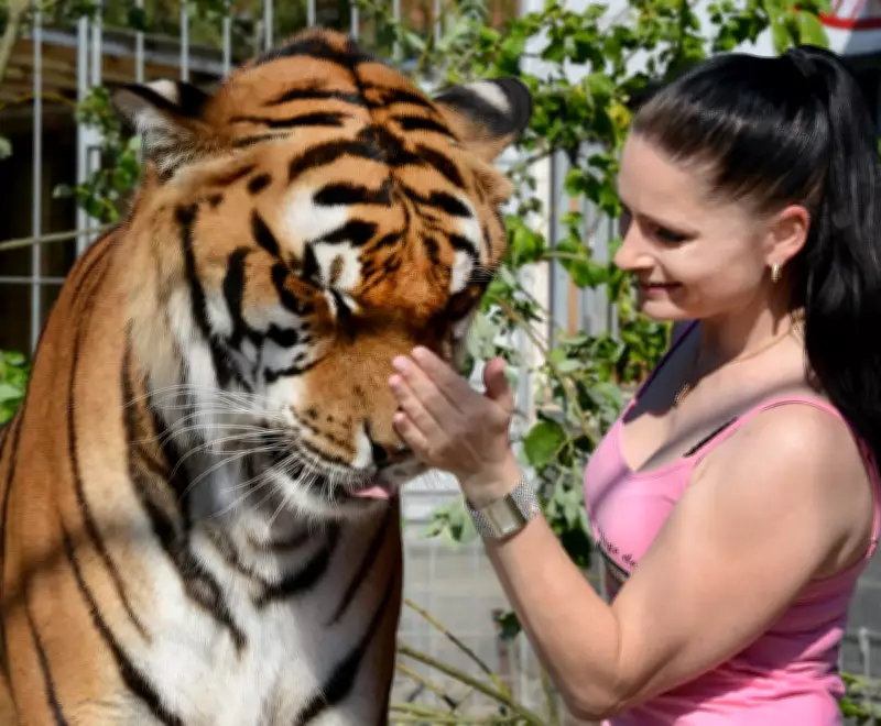 Germany's 'Tiger Queen' Faces Probe After Escaped Big Cat Killed