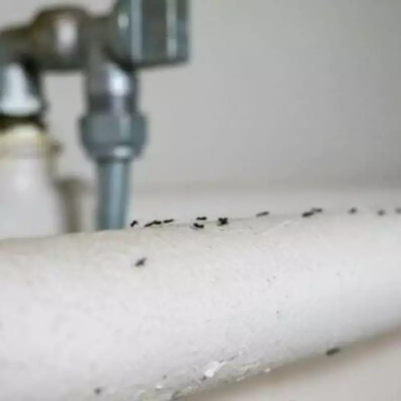 Get Rid of Ants with a 'Brilliant' Home Remedy You Already Have