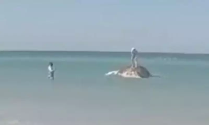 Ghouls Climb Dead Whale Carcass for Selfies After Failed Rescue